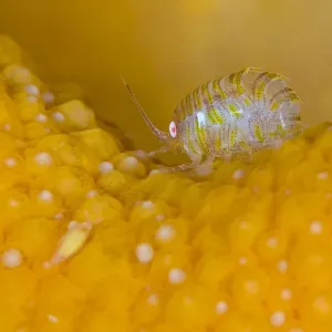 Aphipod on Soft Coral Print Aphipod on Soft Coral Print