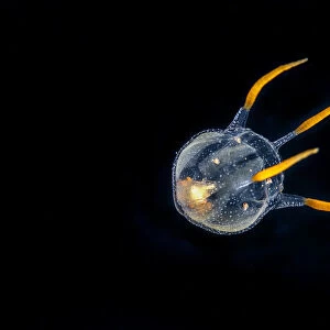 Tiny hydrozoa, which is a predatory jellyfish-like animal