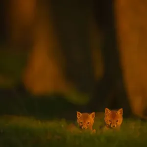 Red Fox Cub Print, Derbyshire UK Red Fox Cub Print, Derbyshire UK