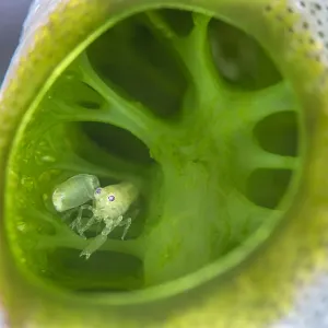 Tiny snapping shrimp (Synalpheus sp. ) looks out from within sea squirt (Didemnum molle Tiny snapping shrimp (Synalpheus sp. ) looks out from within sea squirt (Didemnum molle