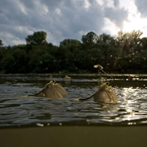 Three Tisza mayflies (Palingenia longicauda) taking off, Tisza river, Hungary, June 2009