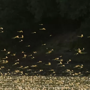 Tisza mayflies (Palingenia longicauda) swarming, Tisza river, Hungary, June 2009=