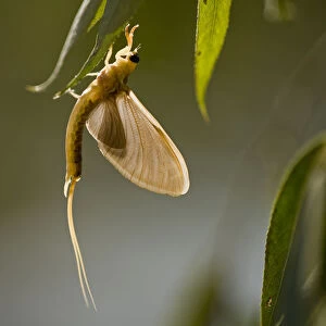 Tisza mayfly (Palingenia longicauda) hanging from a leaf during moult, Hungary, June 2009