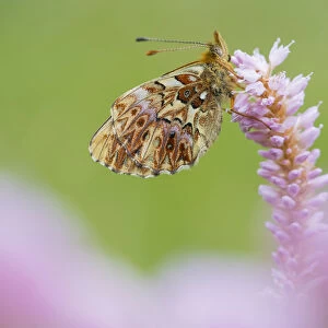Titanias fritiallary butterfly (Boloria titania) on flowers, Aosta Valley