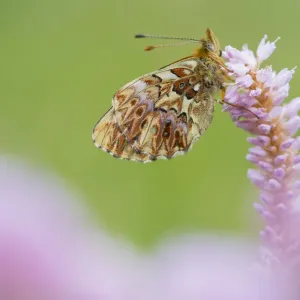 Titanias fritiallary butterfly (Boloria titania) on flowers, Aosta Valley
