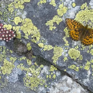 Titanias fritillary (Boloria titania) basking on rock with Lichens (Rhizocarpon geographicum) Titanias fritillary (Boloria titania) basking on rock with Lichens (Rhizocarpon geographicum)