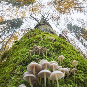 Toadstools (Mycena sp. ) growing on a dead conifer tree. Plitvice Lakes National Park, Croatia