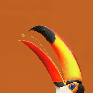 Toco Toucan Beak Open Print Toco Toucan Beak Open Print