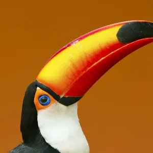 Toco Toucan Head and Beak Print Toco Toucan Head and Beak Print