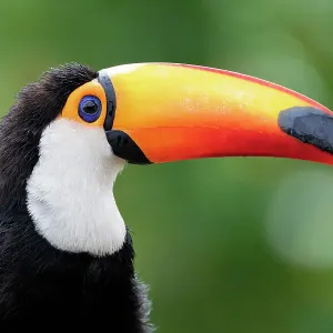 Toco toucan head portrait Print Toco toucan head portrait Print