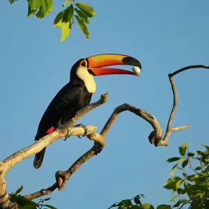 Toco Toucan Print: Perched on Branch with Egg in Bill Toco Toucan Print: Perched on Branch with Egg in Bill