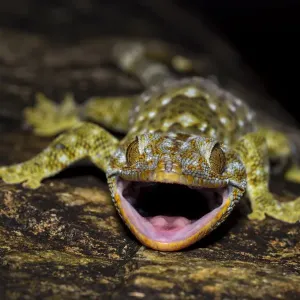 Tokay gecko Print Tokay gecko Print