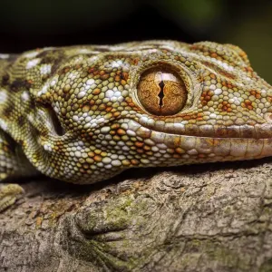 Tokay gecko Print, Shek Pik, Lantau Island Tokay gecko Print, Shek Pik, Lantau Island