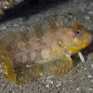 Tompot Blenny (Parablennius / Blennius gattorugine). Channel Islands, UK, August