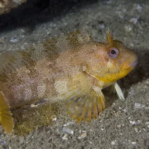 Tompot Blenny (Parablennius / Blennius gattorugine). Channel Islands, UK, August Tompot Blenny (Parablennius / Blennius gattorugine). Channel Islands, UK, August