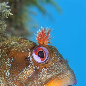 Tompot blenny (Parablennius gattorugine) male peers out of its den, in leg of Swanage Pier