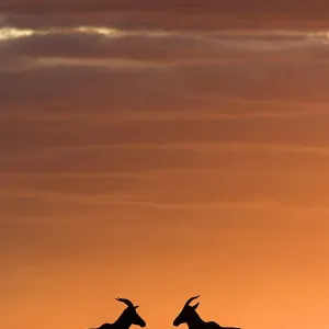 Topi (Damaliscus korrigum) au coucher du soleil, réserve de chasse Masai-Mara, Kenya. Topi (Damaliscus korrigum) au coucher du soleil, réserve de chasse Masai-Mara, Kenya.