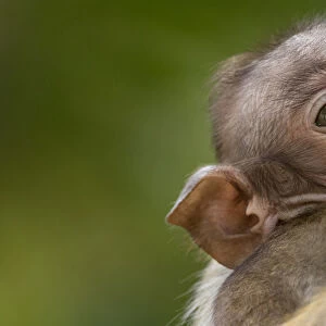Toque macaque (Macaca sinica) infant, Yala National Park, Southern Province, Sri Lanka