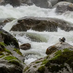 Deux canards torrent (Merganetta armata) reposant sur une roche dans un ruisseau de montagne à courant rapide, Guango, Napo, Équateur. Deux canards torrent (Merganetta armata) reposant sur une roche dans un ruisseau de montagne à courant rapide, Guango, Napo, Équateur.