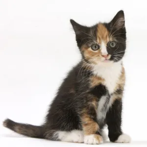 Tortoiseshell kitten, sitting, against white background