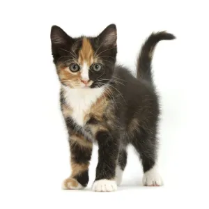 Tortoiseshell kitten, standing, against white background