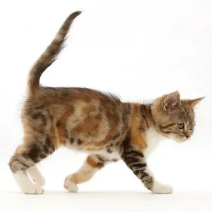 Tortoiseshell-tabby kitten print Tortoiseshell-tabby kitten print