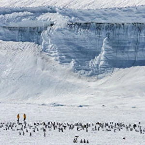 Tourists from Quark Expeditions trip in yellow jackets walking near Emperor penguin
