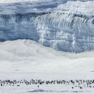 Antarctic Tourists near Emperor Penguin Colony Print Antarctic Tourists near Emperor Penguin Colony Print