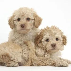 Two toy Labrador x Poodle Labradoodle puppies