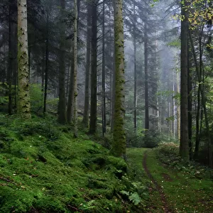 Track through fir forest in autumn, Vosges mountain, France, October