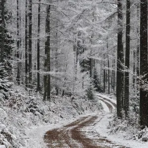 Snow-covered Larch forest path print