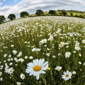 Traditionally managed wildflower meadow with Ox-eye daisy (Leucanthemum vulgare)