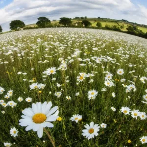 Traditionally managed wildflower meadow with Ox-eye daisy (Leucanthemum vulgare) Traditionally managed wildflower meadow with Ox-eye daisy (Leucanthemum vulgare)