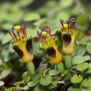 Trailing fuschsia (Fuchsia procumbens) cultivated in alpine house, Surrey, England, UK