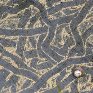 Trails left on sand-covered rock Print Trails left on sand-covered rock Print