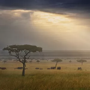 Tranquil landscape with African elephant (Loxodonta africana) and rays of sunlight at sunrise