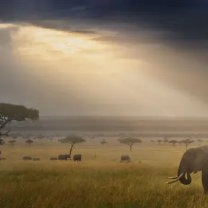 Paysage paisible avec éléphant d'Afrique (Loxodonta africana) et rayons de soleil à l'aube. Paysage paisible avec éléphant d'Afrique (Loxodonta africana) et rayons de soleil à l'aube.