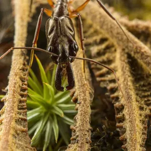 Trap-jaw ant (Odontomachus chelifer) portrait, Wayqecha, Peru