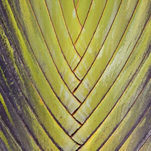 Travellers palm (Ravenala madagascariensis) close up of leaf intersections, Costa Rica