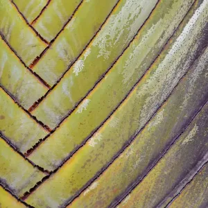 Viaggiatore palma (Ravenala madagascariensis) in primo piano, Costa Rica. Viaggiatore palma (Ravenala madagascariensis) in primo piano, Costa Rica.