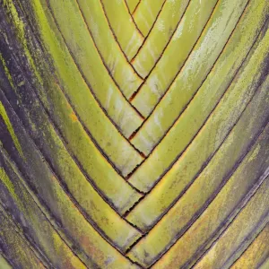 Travellers palm (Ravenala madagascariensis) close up of leaf intersections, Costa Rica Travellers palm (Ravenala madagascariensis) close up of leaf intersections, Costa Rica