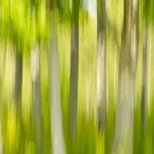 Tree abstract, The National Forest, UK, Spring, 2011