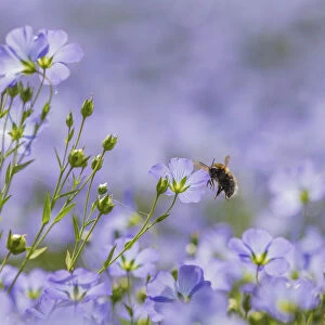 Tree bumblebee (Bombus hypnorum), flying to Flax (Linum usitatissimum) Monmouthshire