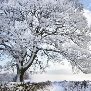 Tree coated in hoar frost by country lane near Eyam, Peak District National Park Tree coated in hoar frost by country lane near Eyam, Peak District National Park