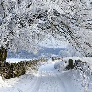 Tree coated in hoar frost along country lane near Eyam, Peak District National Park
