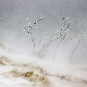 Tree covered in ice and frost during snowfall with heavy wind, Hohneck mountain, Vosges