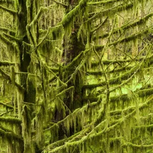 Tree covered in lichen Print, Glen Brittle, Isle of Skye Tree covered in lichen Print, Glen Brittle, Isle of Skye