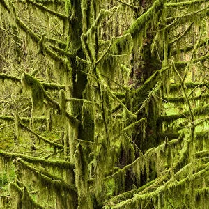 Tree covered in lichen, Glen Brittle, IIsle of Skye, Scotland, UK, September
