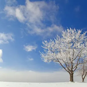 Un arbre recouvert de glace gelée se dressant dans un champ couvert de neige, contre un ciel bleu avec des nuages. Un arbre recouvert de glace gelée se dressant dans un champ couvert de neige, contre un ciel bleu avec des nuages.