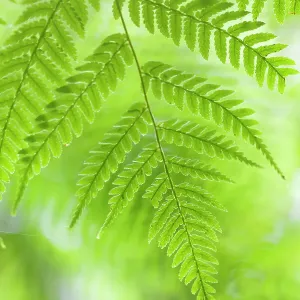 Tree Fern Print, El Triunfo Biosphere Reserve Tree Fern Print, El Triunfo Biosphere Reserve